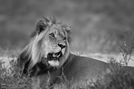1 night hluhluwe imfolozi safari