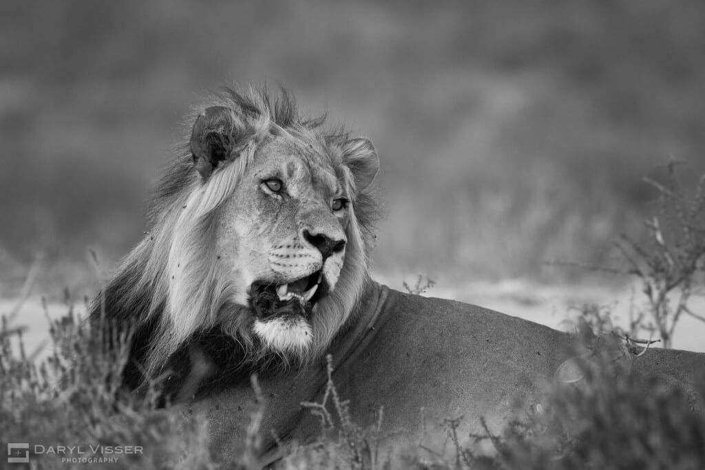 1 night hluhluwe imfolozi safari