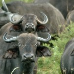 Africa's Big 5 Game Animals