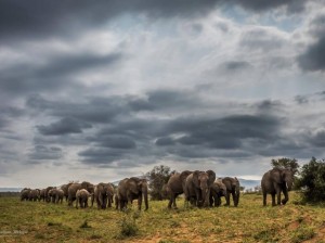 hluhluwe imfolozi ellephants