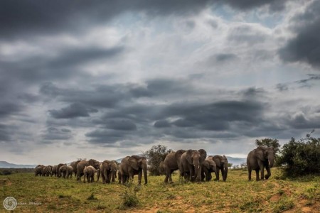 hluhluwe imfolozi ellephants