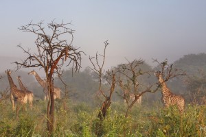 African Giraffe