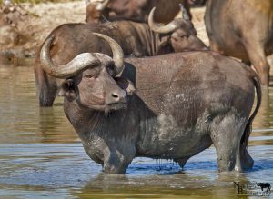 hluhluwe cape buffalo