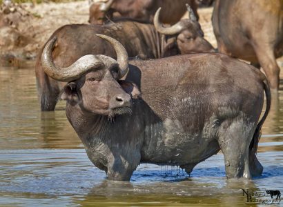 hluhluwe cape buffalo