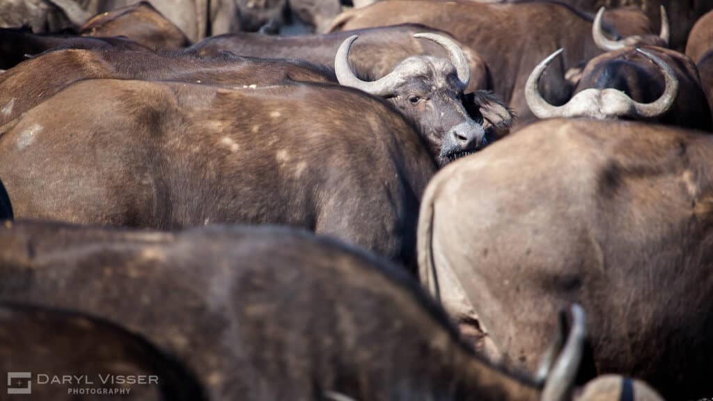 cape buffalo big 5