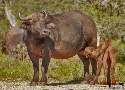 south african big 5 buffalo