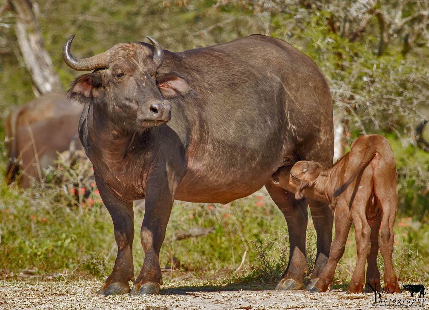 south african big 5 buffalo
