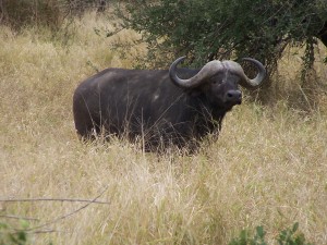 African Buffalo