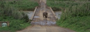 safaris to umfolozi safaris to umfolozi game reserve