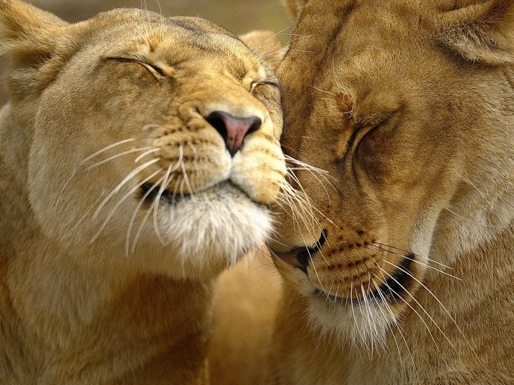 Mkhuze Game Reserve Mantuma