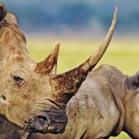 3 day photographic safari