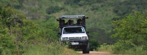 hluhluwe safari half day safari