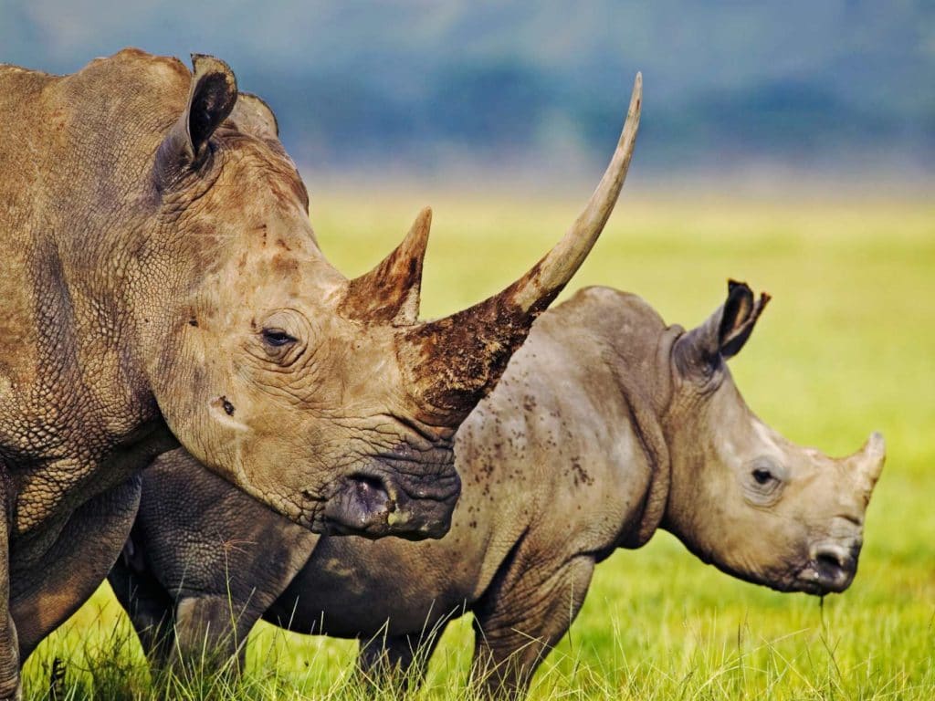 half day isimangaliso tour
