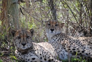 Hluhluwe Guided walking trails