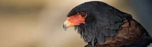 birds hluhluwe