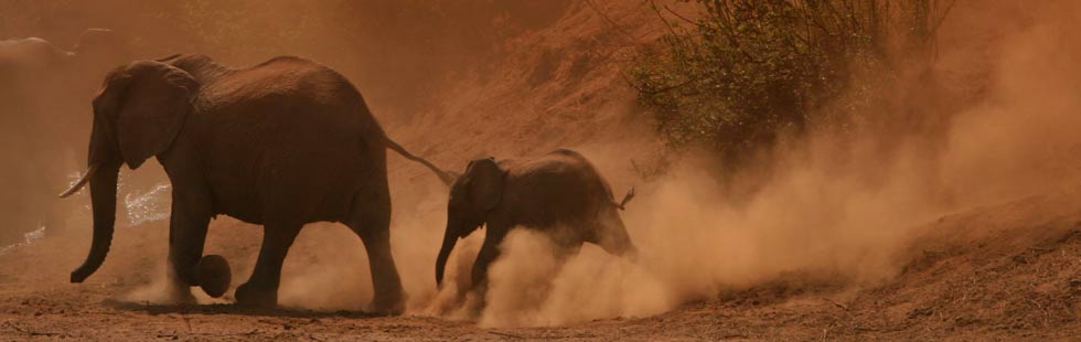 safari africa