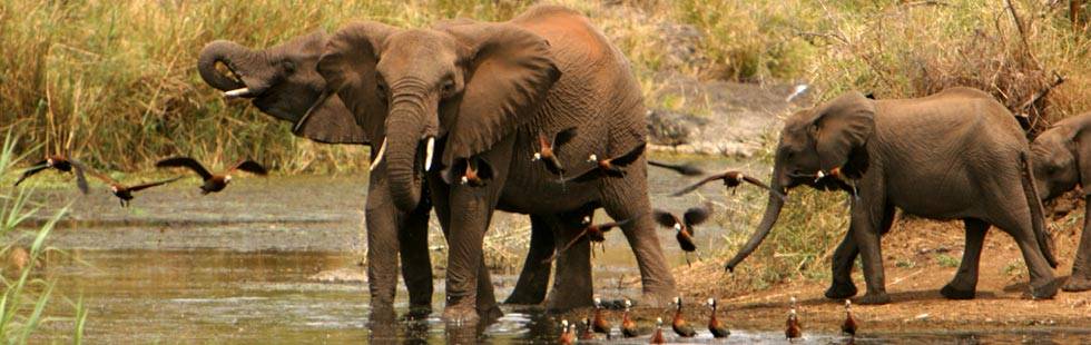 elephant_hluhluwe,umfolozi