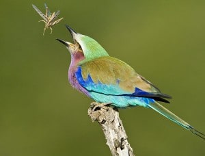 hluhluwe game reserve birding