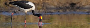 water bird game park