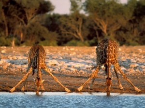 Mkhuze Game Reserve Mantuma