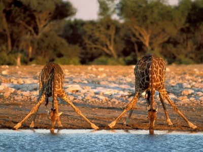 Mkhuze Game Reserve Mantuma