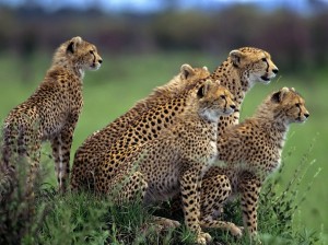 cheetah hluhluwe map