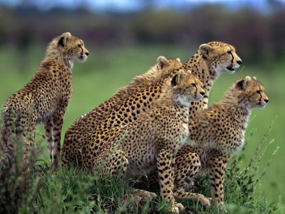 cheetah hluhluwe map