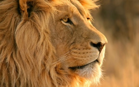 Imfolozi The Primitive Guided Walking Safari