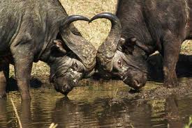 Big 5 cape buffalow
