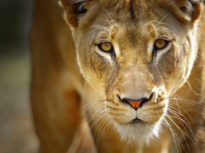 hluhluwe game reserve 2 night safari package