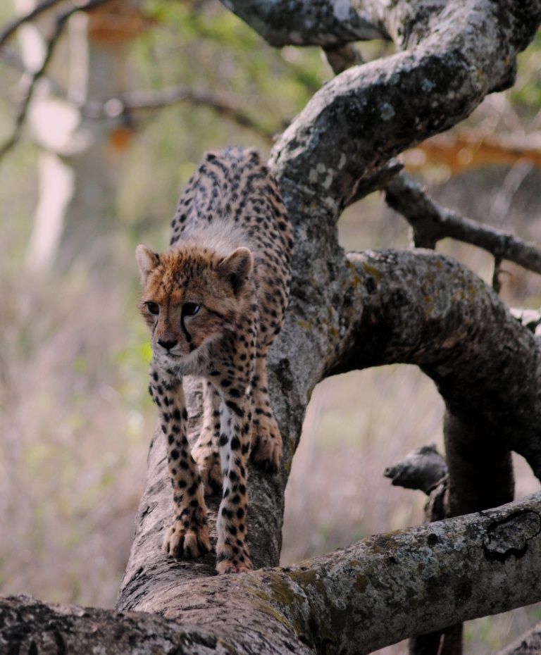 cheetah cup