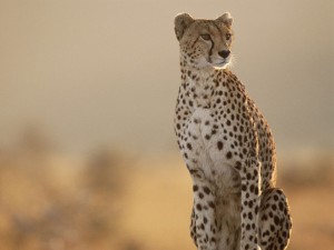 4 Day Zululand Safari