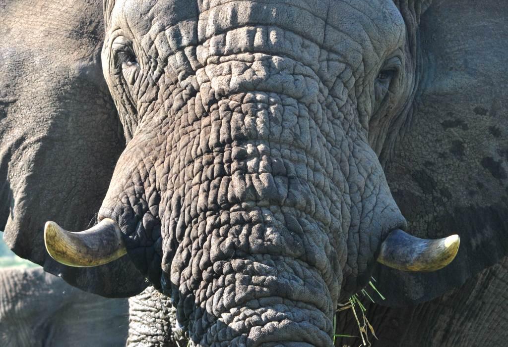 day safaris in and around zululand