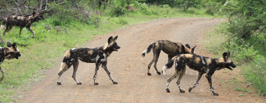 wild dog hluhluwe safaris