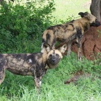 hluhluwe umfolozi park safari wild dogs
