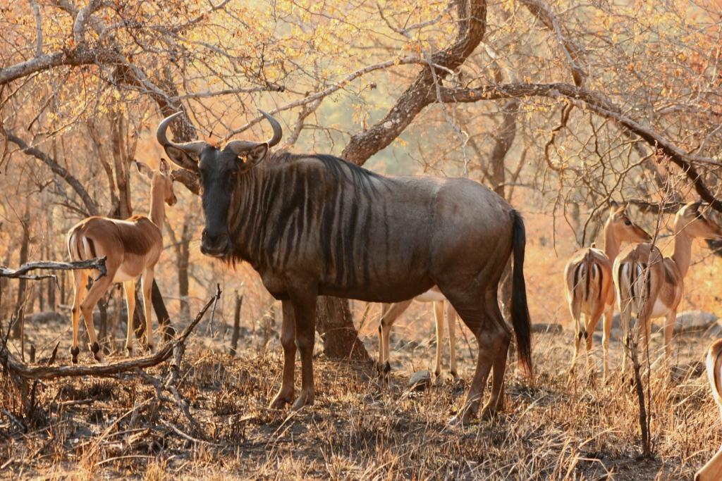 Hluhluwe-Imfolozi Game Park