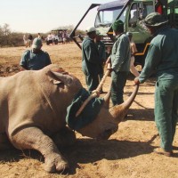 relocating rhino imfolozi park