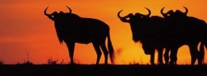 hluhluwe safari full day safari