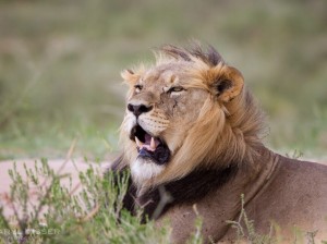 south african game preserves