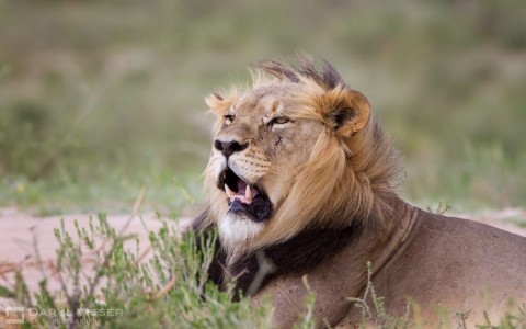south african game preserves