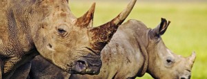 Hluhluwe Safari 3 hour
