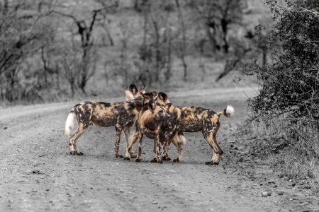 hluhluwe-imfolozi wild dogs