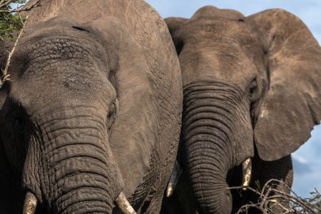 elliphant up close
