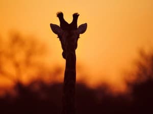 south african game reserve
