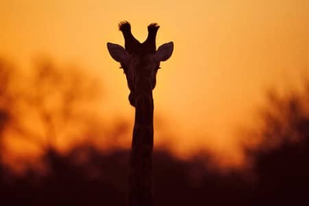 south african game reserve