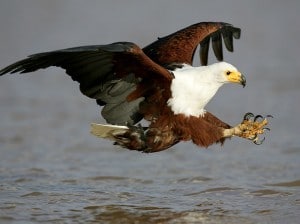 fish eagle wetland park