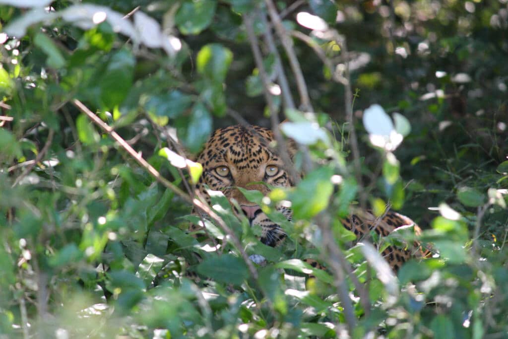 Safari Hluhluwe