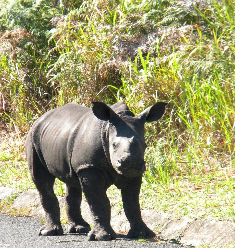 Hluhluwe Tours & Safaris Departing Daily baby rhino