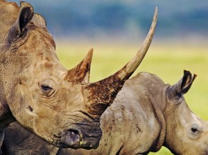 rhino hluhluwe game reserve