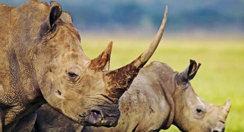 rhino hluhluwe game reserve